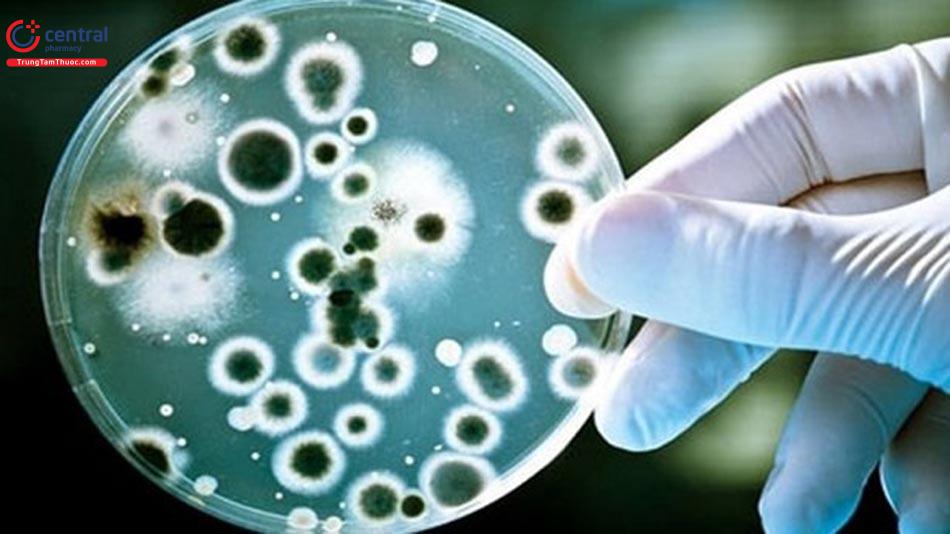 Ảnh minh họa cho xét nghiệm vi sinh để lựa chọ kháng sinh điều trị