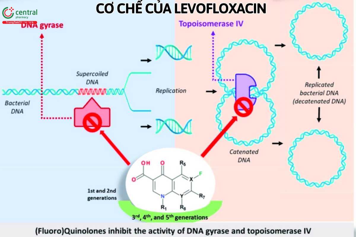 Cơ chế hoạt động của Levofloxacin