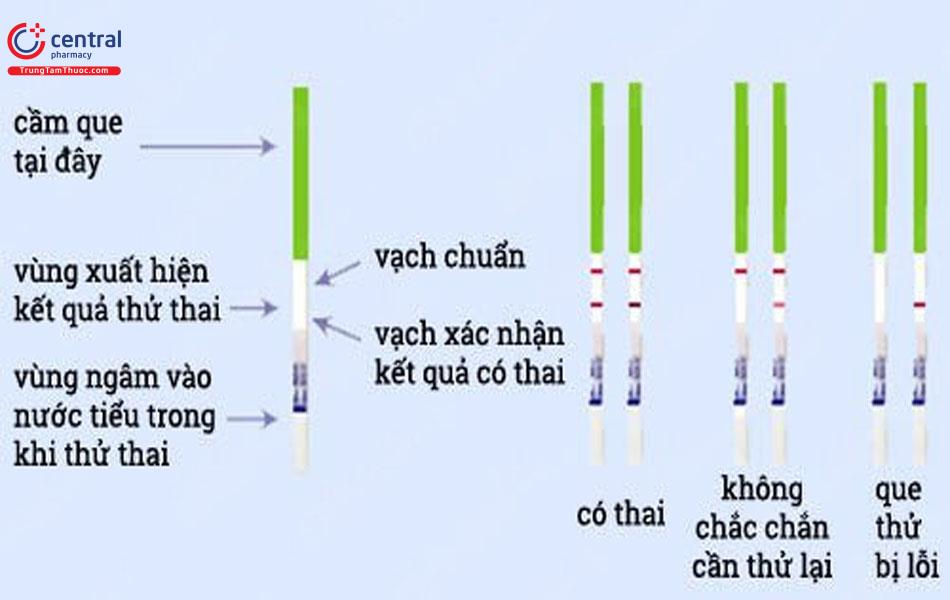 Cấu tạo que thử thai