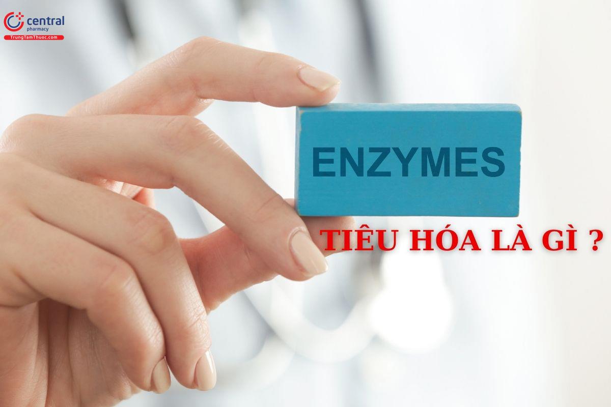 Men tiêu hóa hay còn gọi là enzyme tiêu hóa