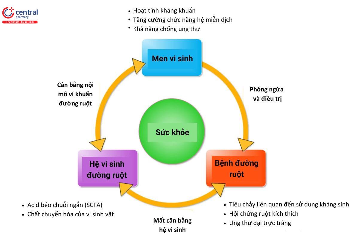 Mối quan hệ giữa bệnh tật, sức khỏe, hệ thống miễn dịch với những thay đổi trong hệ vi sinh đường ruột