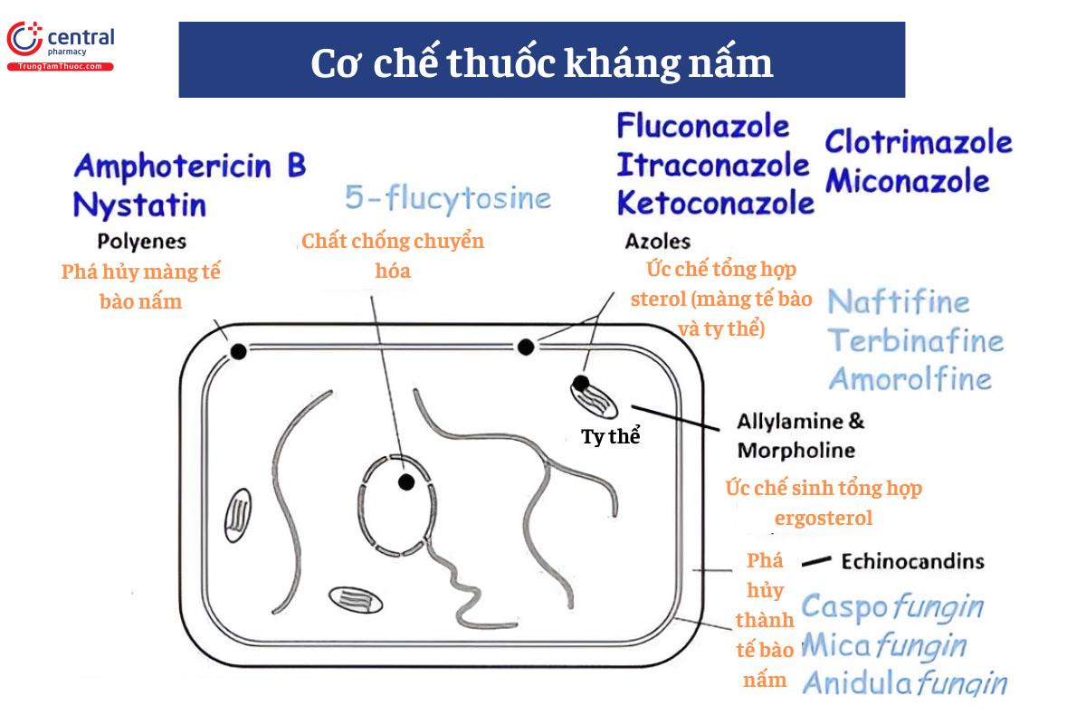 Cơ chế thuốc kháng nấm