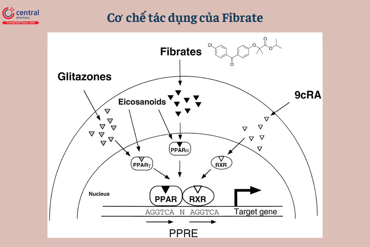 Cơ chế tác dụng của Fibrate