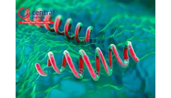 Bệnh giang mai: nguyên nhân, triệu chứng và cách điều trị