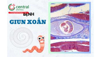 Giun xoắn (Trichinella Spiralis) gây bệnh gì?Lây qua đường nào? Triệu chứng và phác đồ điều trị