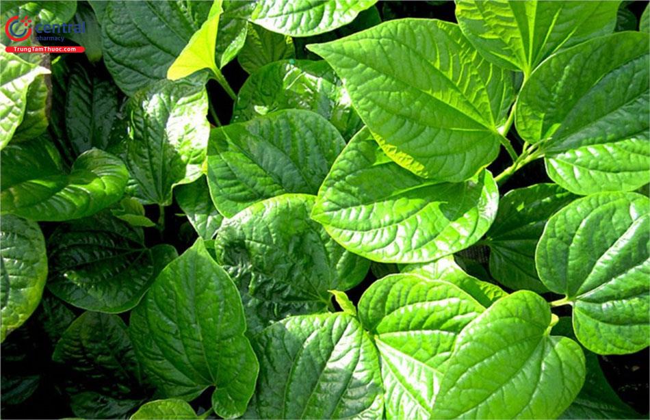 Bài thuốc dùng lá lốt trị Gút