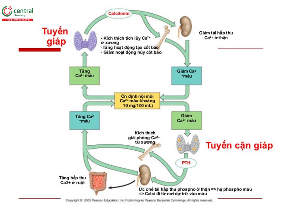 Tác dụng của Hormon Calcitonin