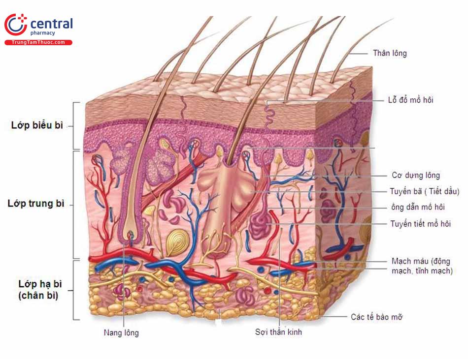 Cấu tạo của da