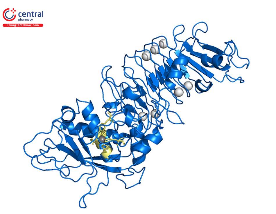Cấu trúc hoá học của Serratiopeptidase