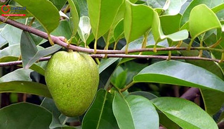 Cây bình bát chữa bệnh lao phổi