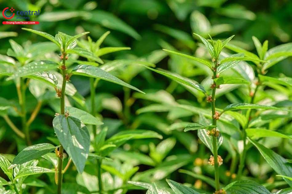 Cây dòi chữa bệnh lao phổi