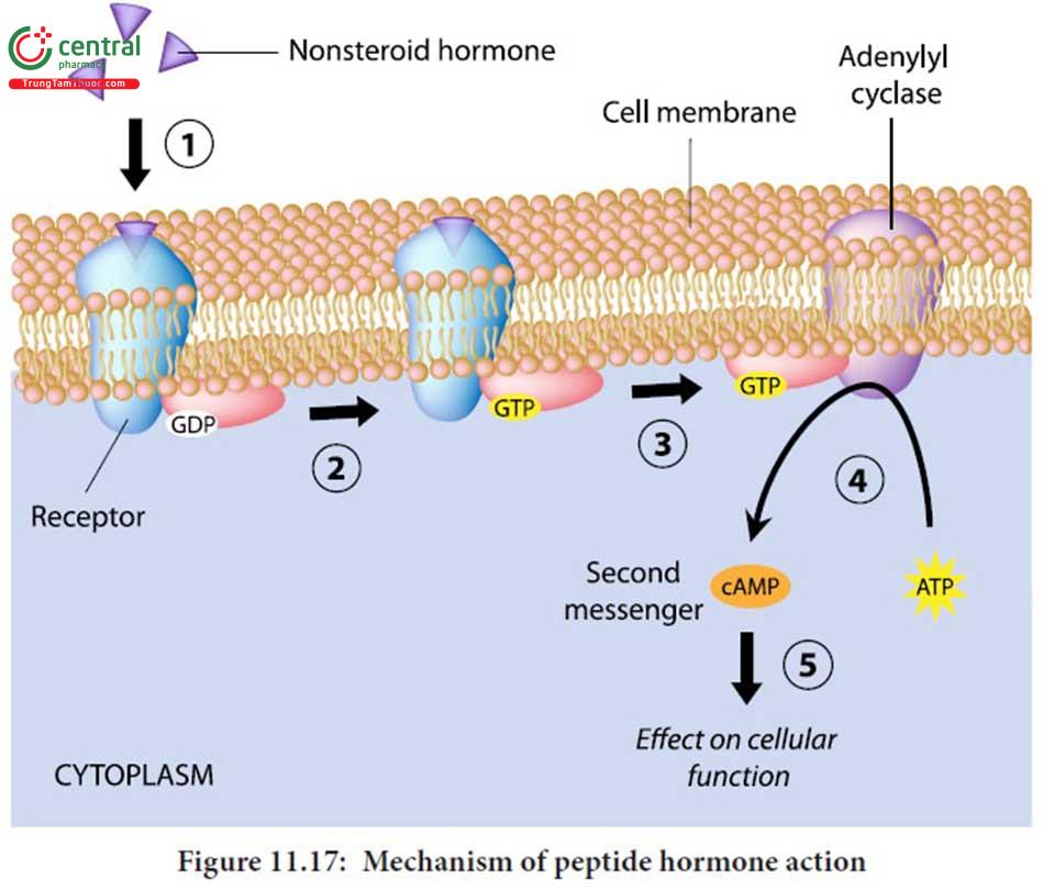 Cơ chế tác dụng của hormon cấu trúc Protein hay Acid Amin