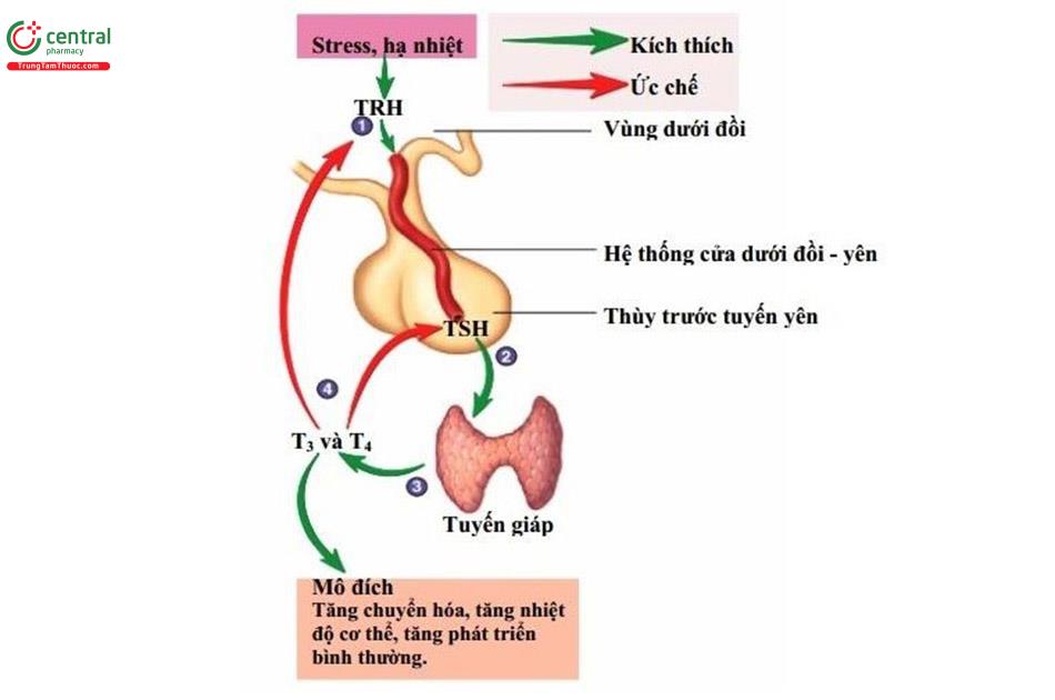 Cơ chế tác dụng hormon T3, T4