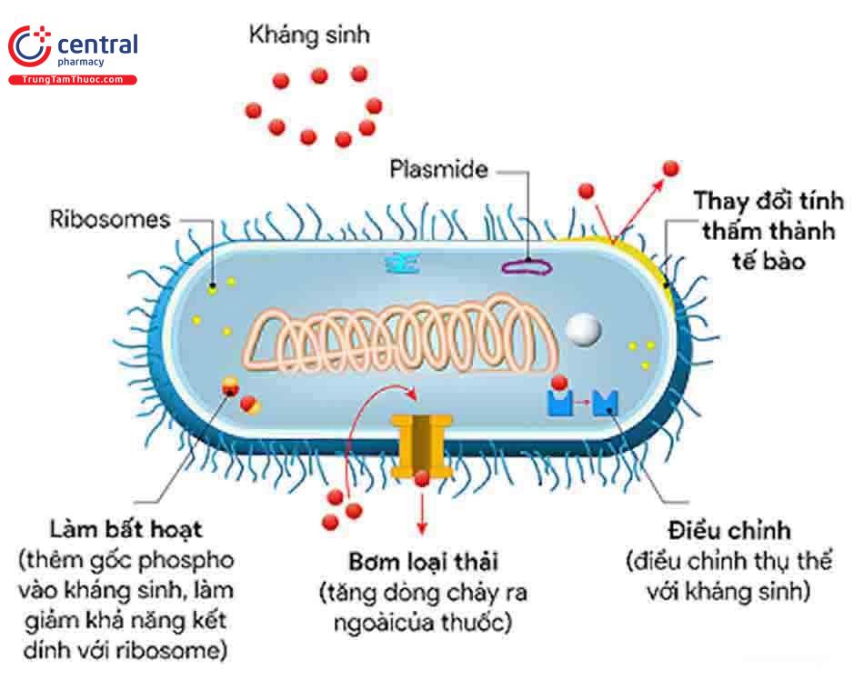 Cơ chế đề kháng kháng sinh