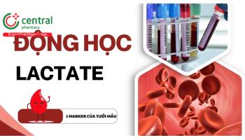 Động học lactate - một marker của tưới máu: phân tích sinh lý và cạm bẫy