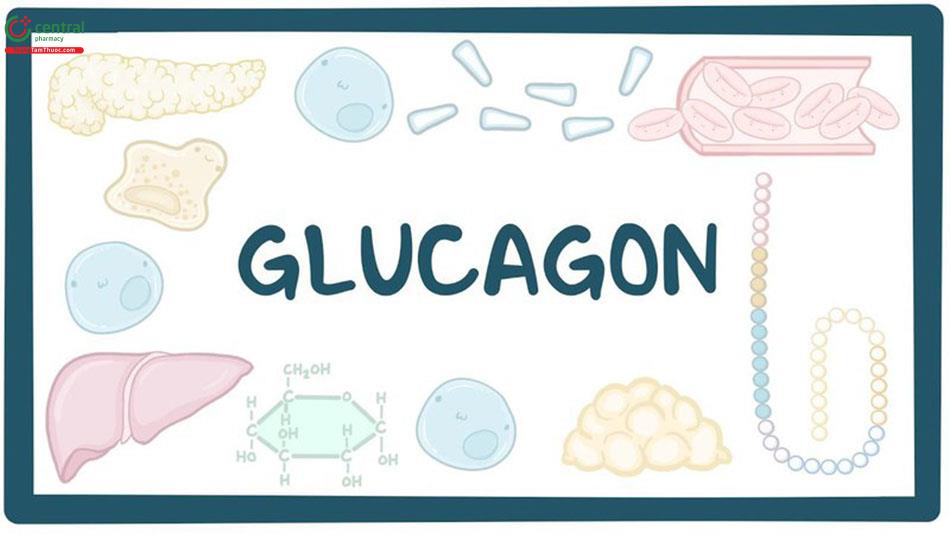 Hormon Glucagon là gì?