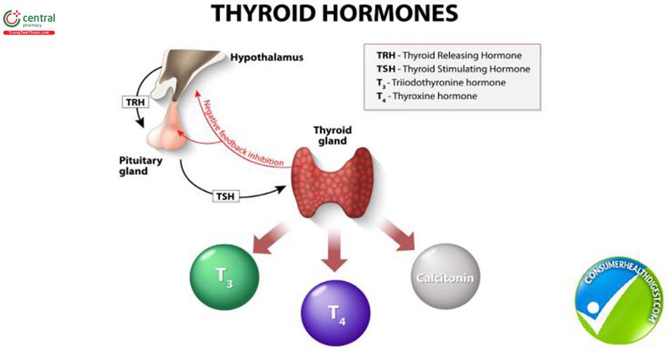 Hormon tuyến giáp