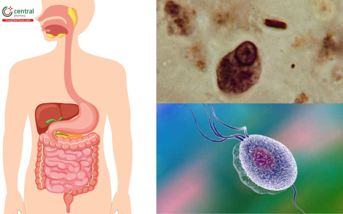 Ký sinh trùng đơn bào