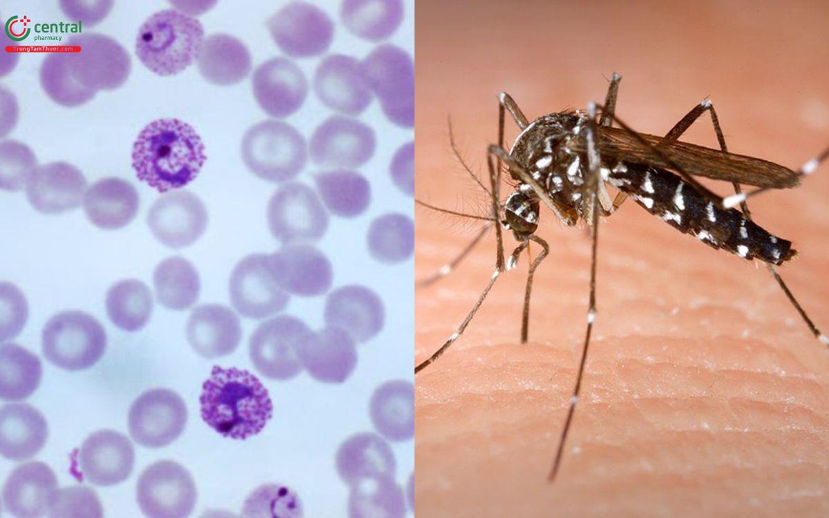 Ký sinh trùng sốt rét