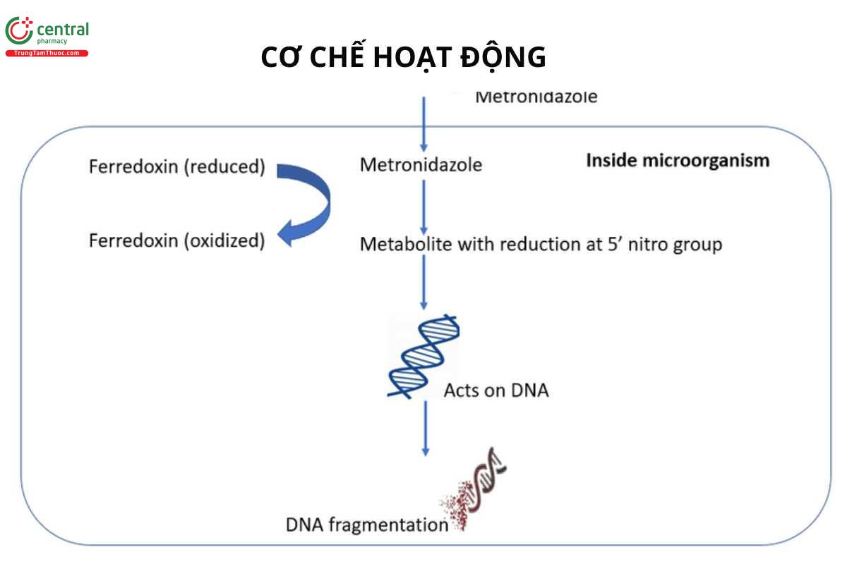 Cơ chế của Metronidazole