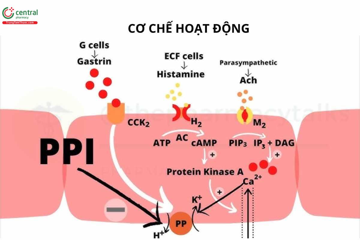 Cơ chế của Omeprazole