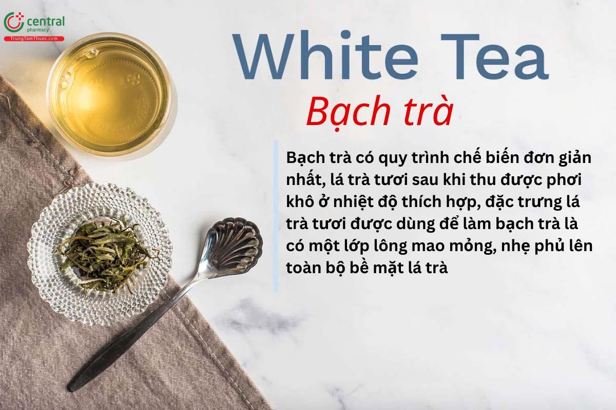 Bạch Trà