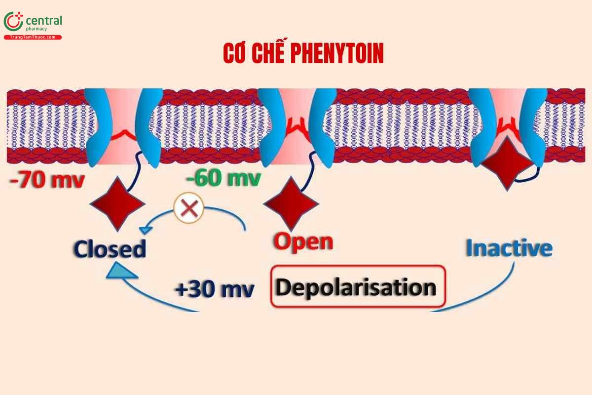 Cơ chế của Phenytoin