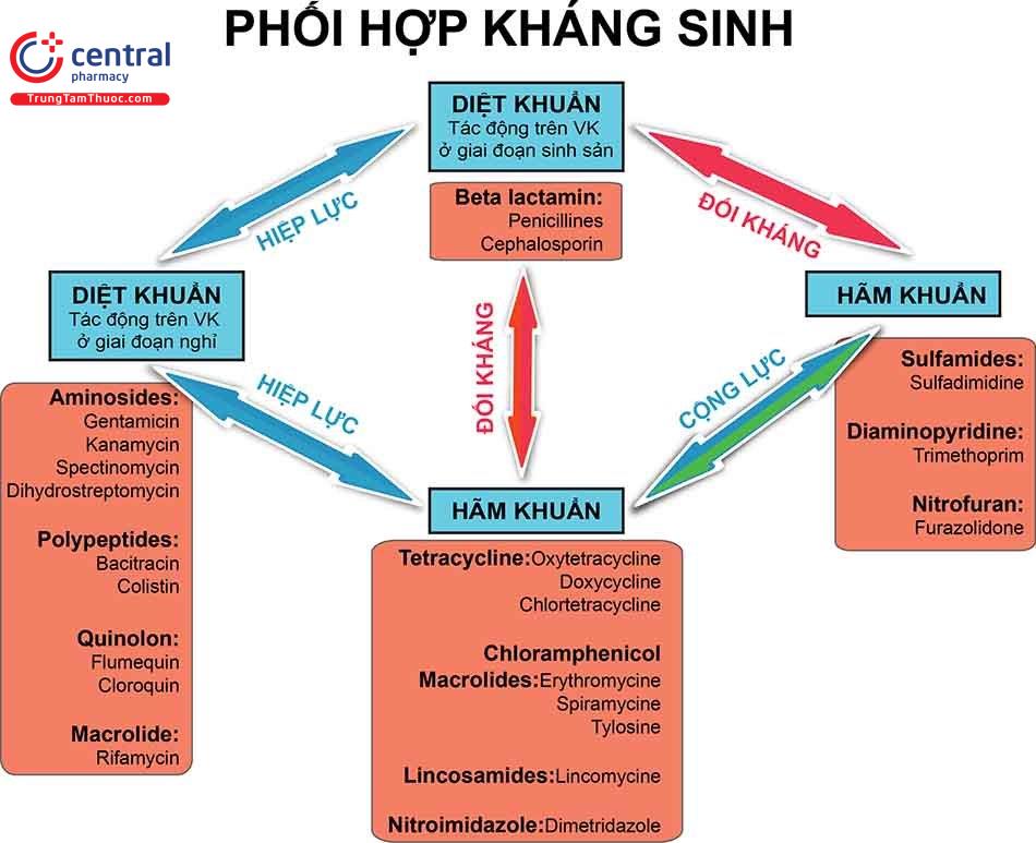 Sơ đồ về phối hợp kháng sinh