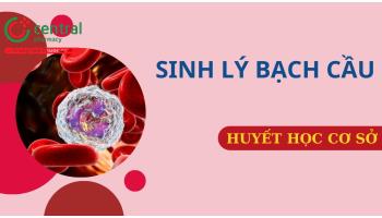 Sinh lý bạch cầu: số lượng, công thức, đặc tính và chức năng của từng loại bạch cầu