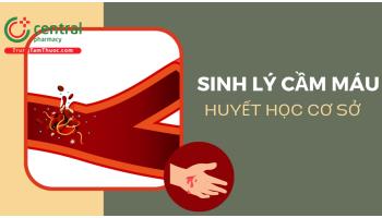 Sinh lý cầm máu: Cơ chế, các yếu tố tham gia vào quá trình đông cầm máu