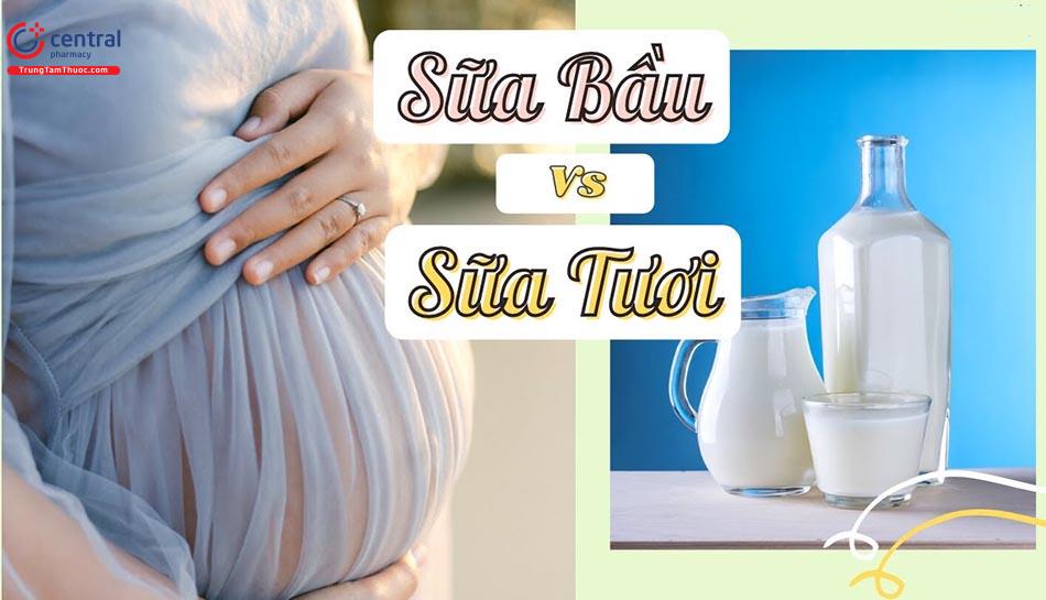 Nên uống sữa tươi hay sữa bầu?