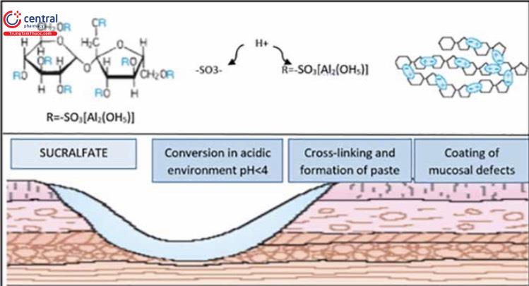 Hình 3: Cơ chế hoạt động của Sucralfat