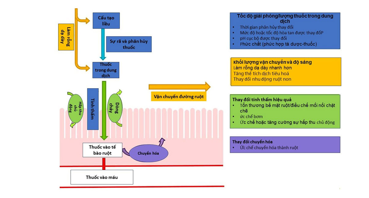 Tá dược ảnh hưởng đến tương đương sinh học của thuốc
