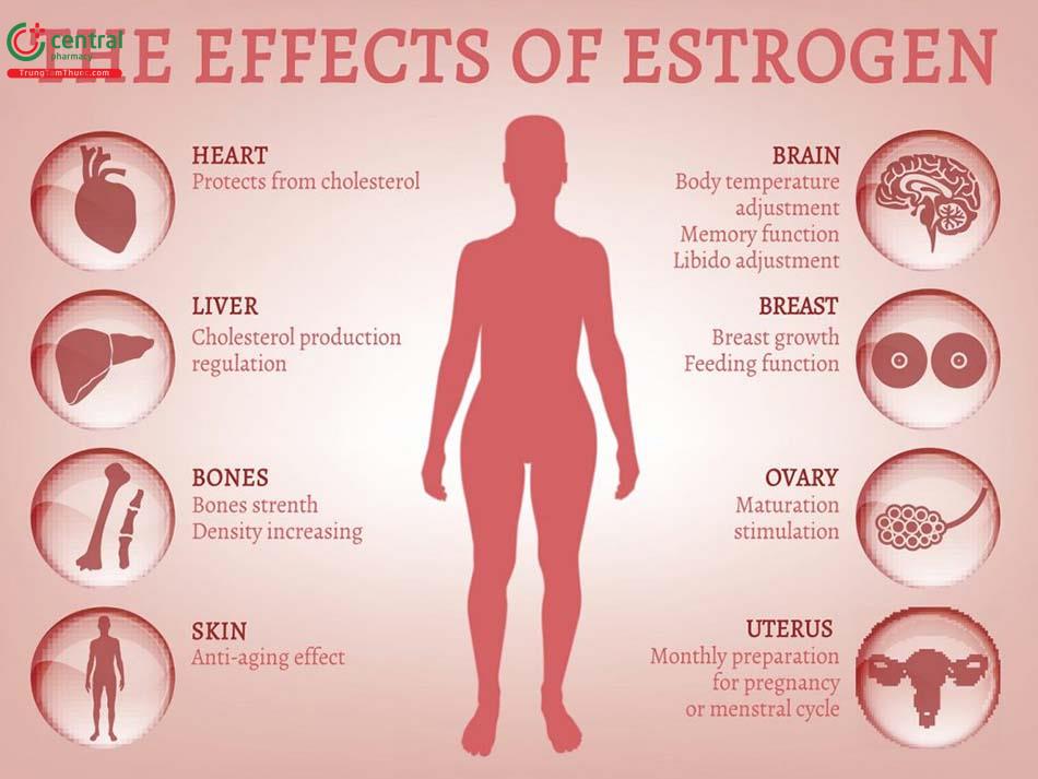 Tác dụng của hormon Estrogen