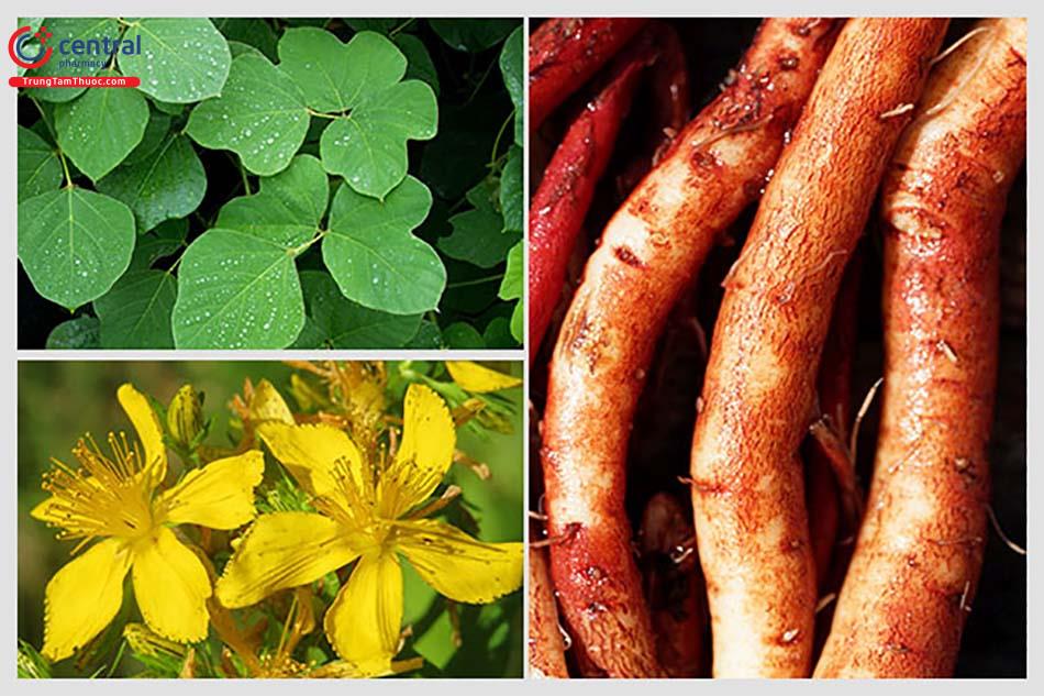 Nhiều loại thảo dược giúp cai rượu hiệu quả