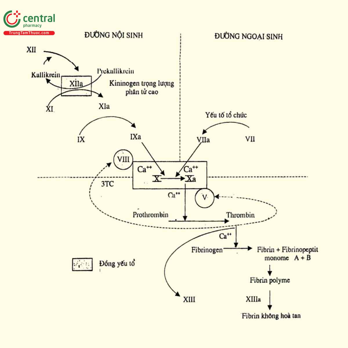 Cơ chế đông máu tự nhiên của cơ thể