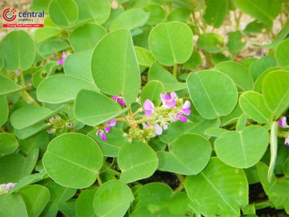 Kim tiền thảo - Thảo dược có tác dụng lợi tiểu