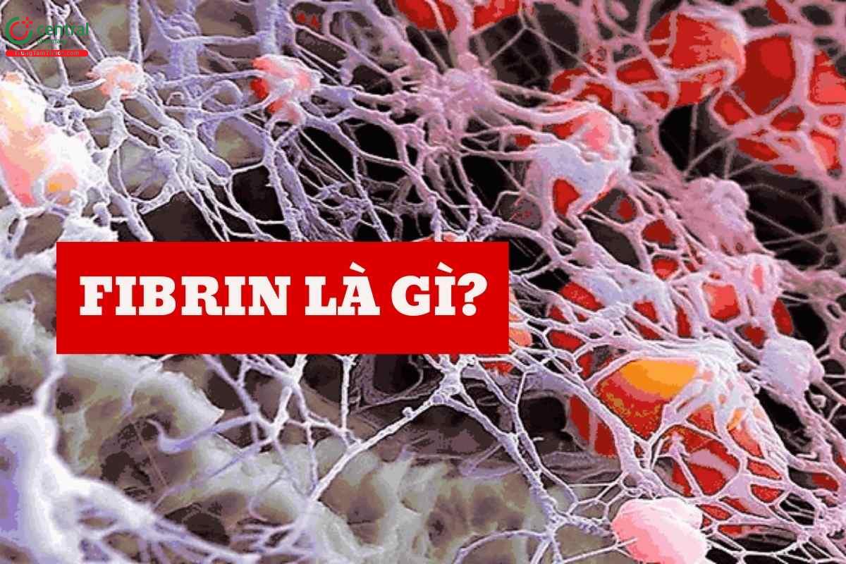 Fibrin là gì?