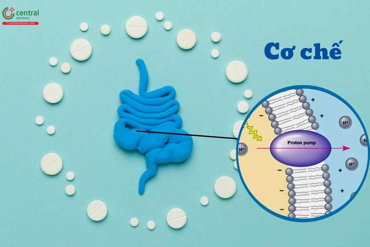 Cơ chế tác dụng của thuốc ức chế bơm proton