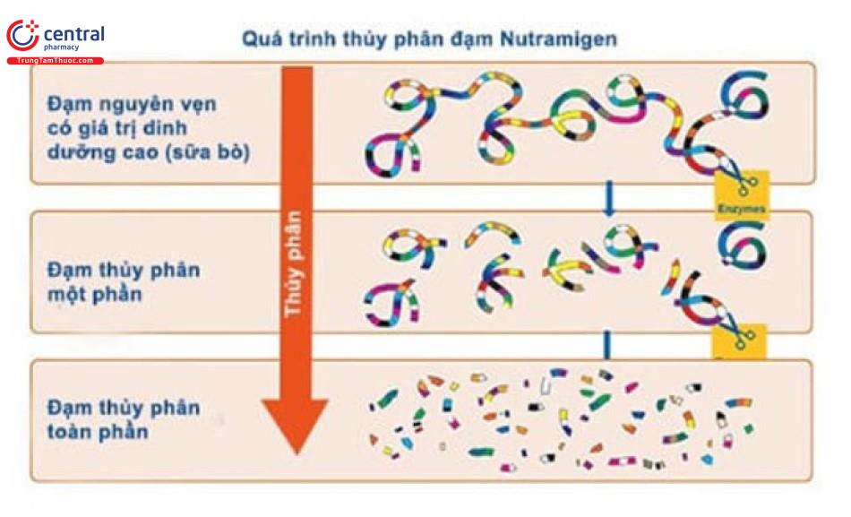 Hình ảnh minh họa thủy phân đạm sữa