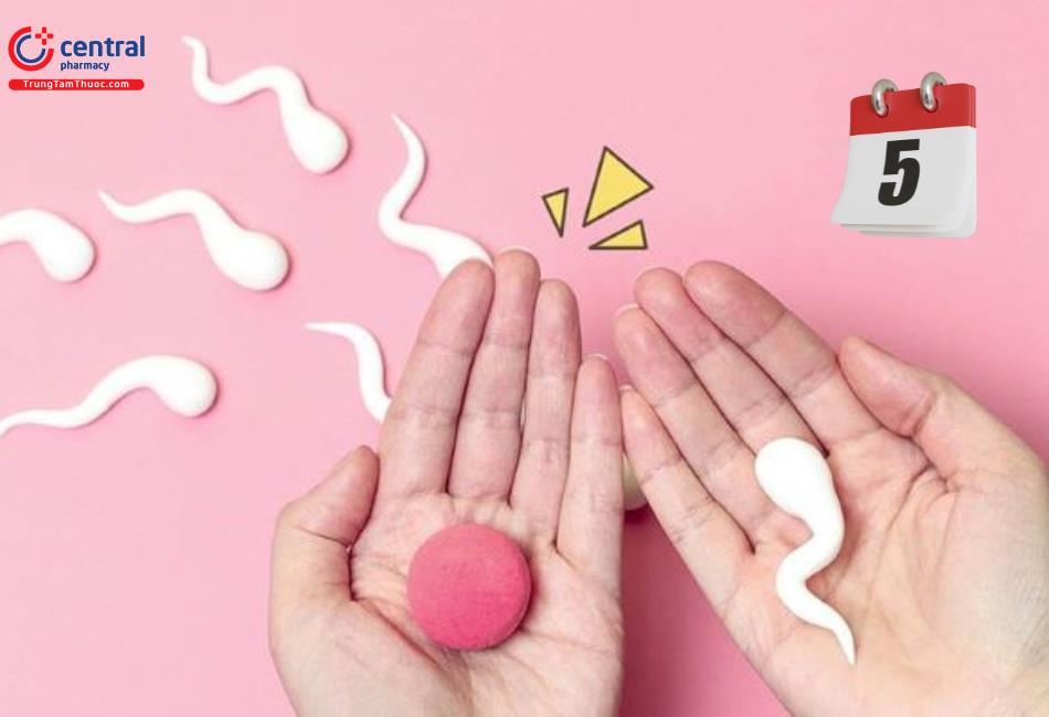 Tinh trùng có thể tồn tại trong cơ quan sinh dục nữ khoảng 5 ngày