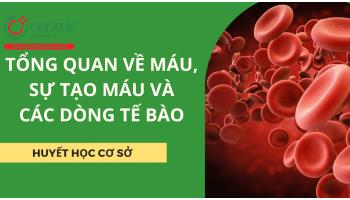 Tổng quan về đặc điểm, chức năng của máu, sự tạo máu và các dòng tế bào