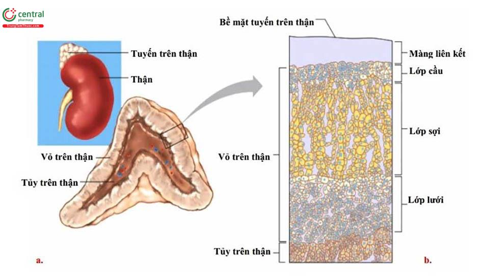 Tuyến vỏ thượng thận