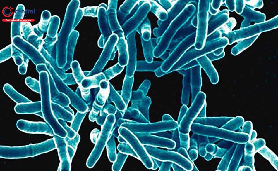 Hình ảnh vi khuẩn lao