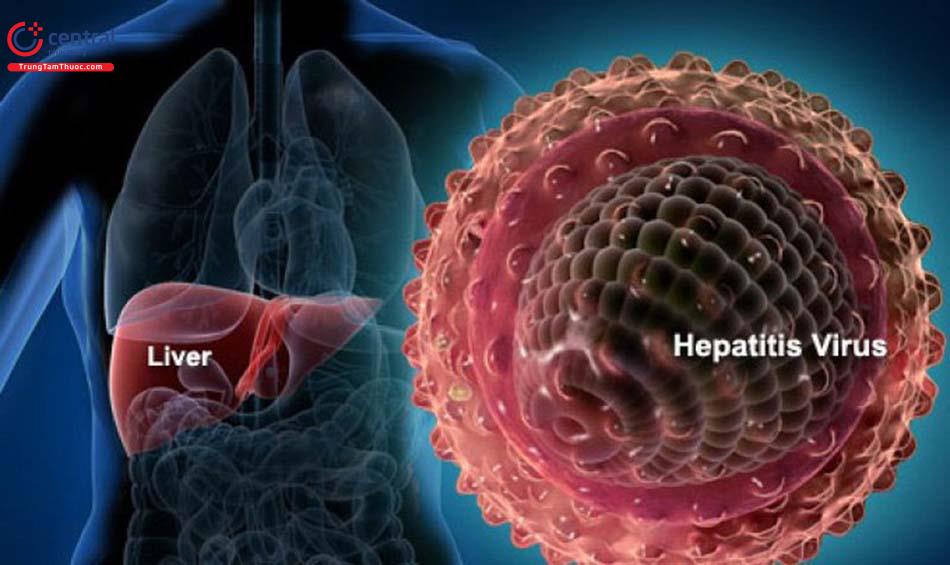 Virus Viêm gan B ( Hepatitis B Virus )
