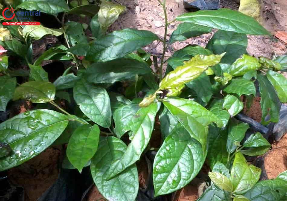 Một số loại cây tự nhiên như xạ đen có thể chế biến để hỗ trợ điều trị ung thư